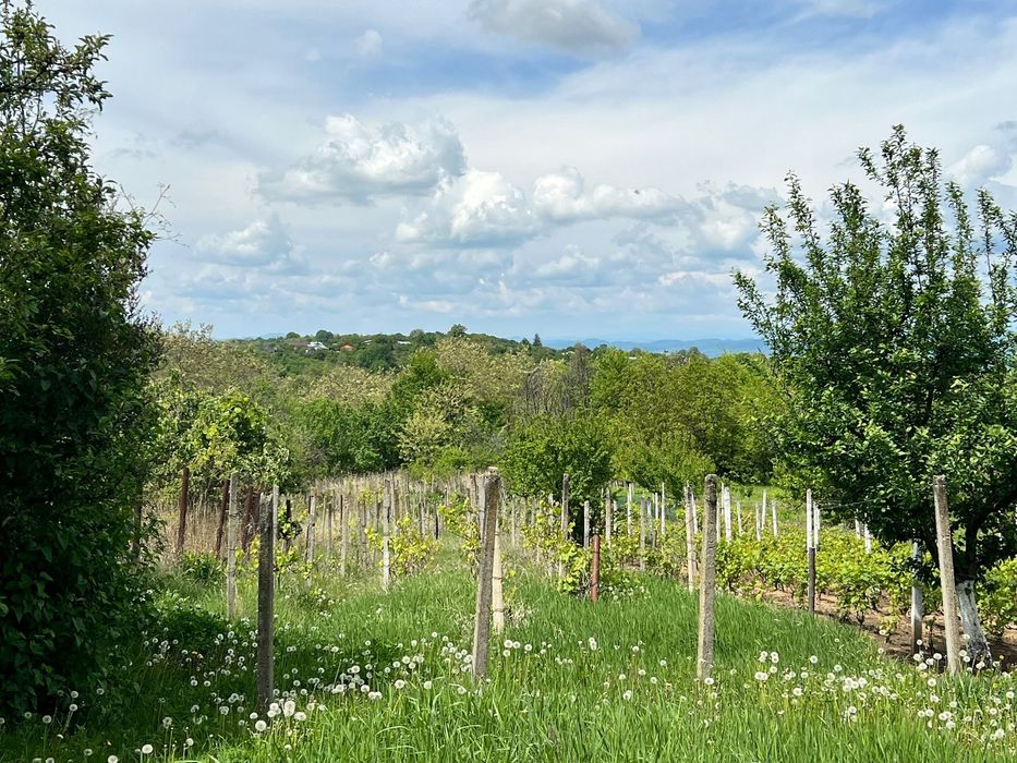 Teren Intravilan - Seciu