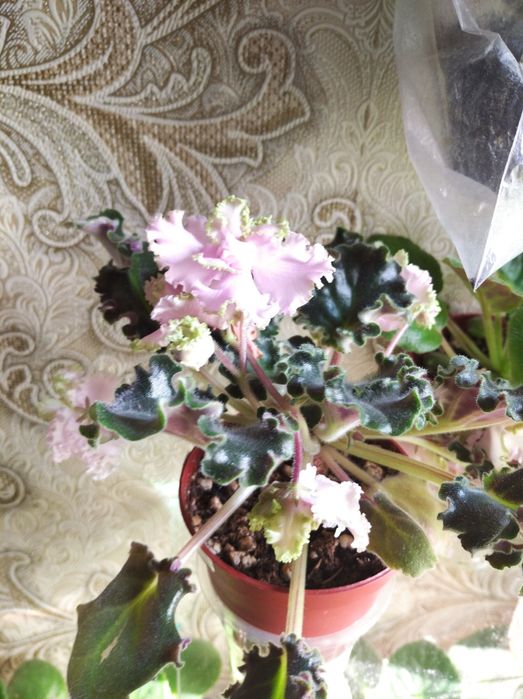 Красивые фиалки к 8 марта