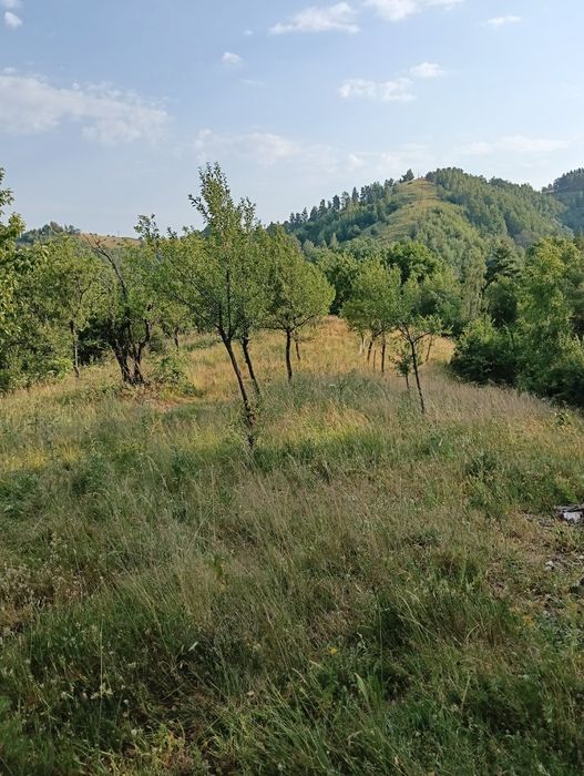 Vând teren în satul Târsa