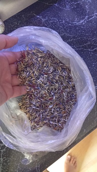 Семена Бархатцы чищенные