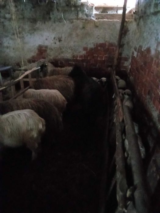 Oi fătătoare de vanzare