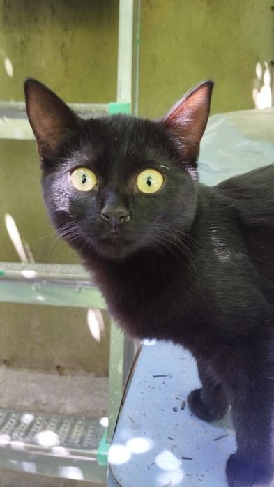 Котейка, девочка  крысоловка