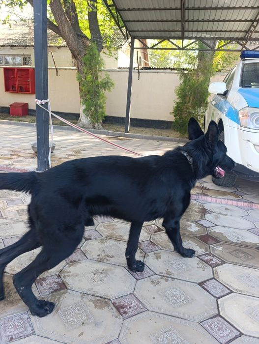 Немецкая овчарка 1 жас