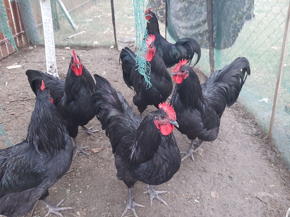 Vand cocosi rasa Australorp negru