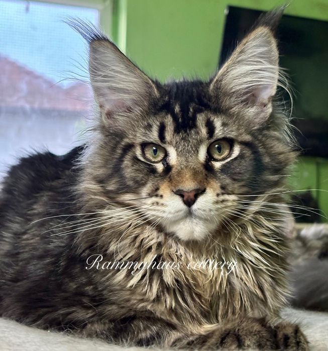 Felisa autorizata WCF, vinde pisoi cu pedigree, rasa Maine coon