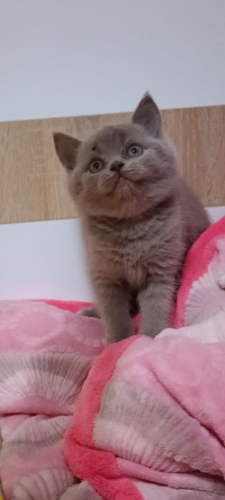 Pisicuța British!!!