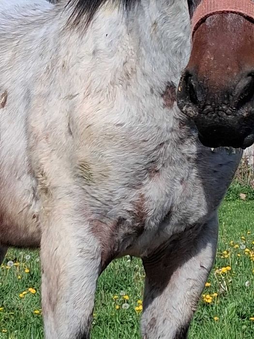 manz bland bun la caruta