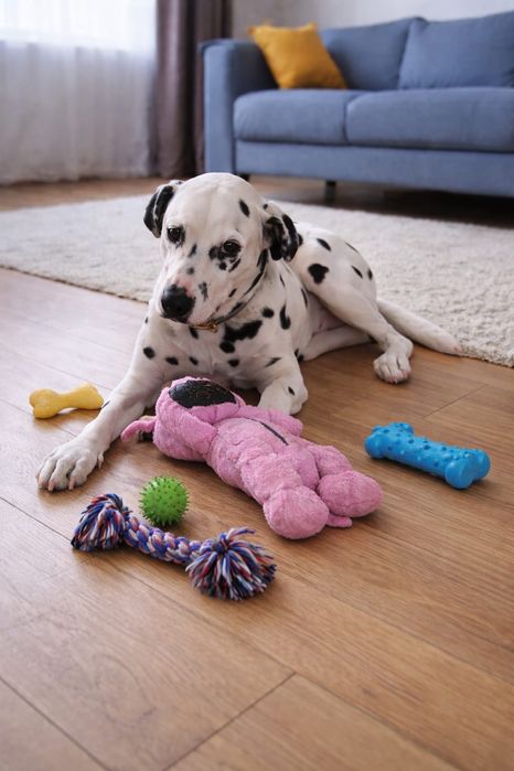 Собака 3,5 года девочка