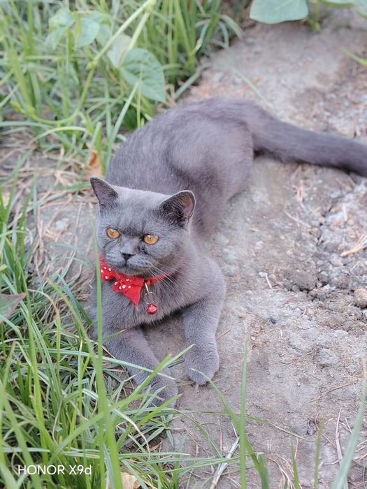 Продаётся кошка, скотиш ,страйт , (беременная)