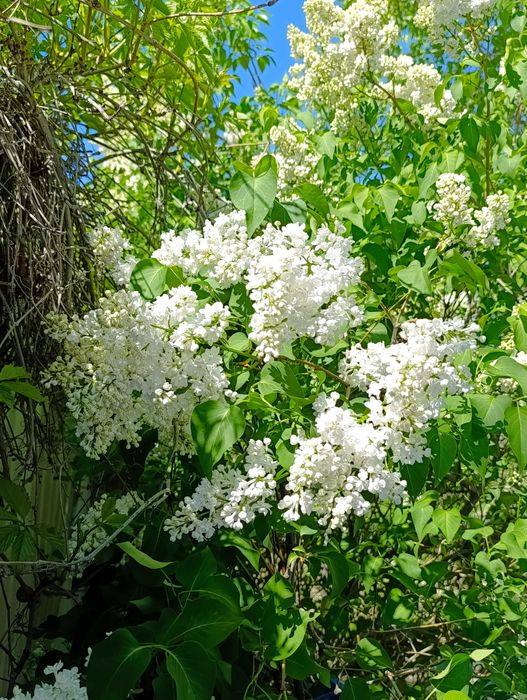 Веточки Ароматной Сирени на букет любимым