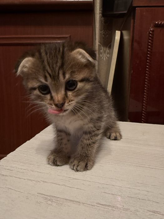 Котята шотландские