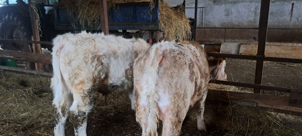 Vând viței charolaise metis