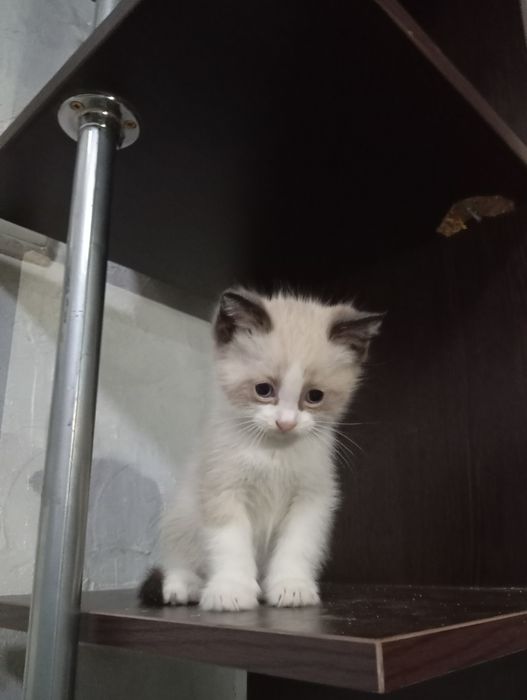 Отдам котят в добрые руки