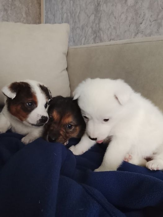 Щенки дворянских кровей