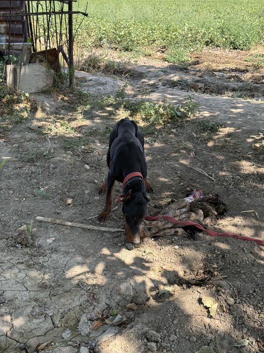 Doberman sotiladi erkak