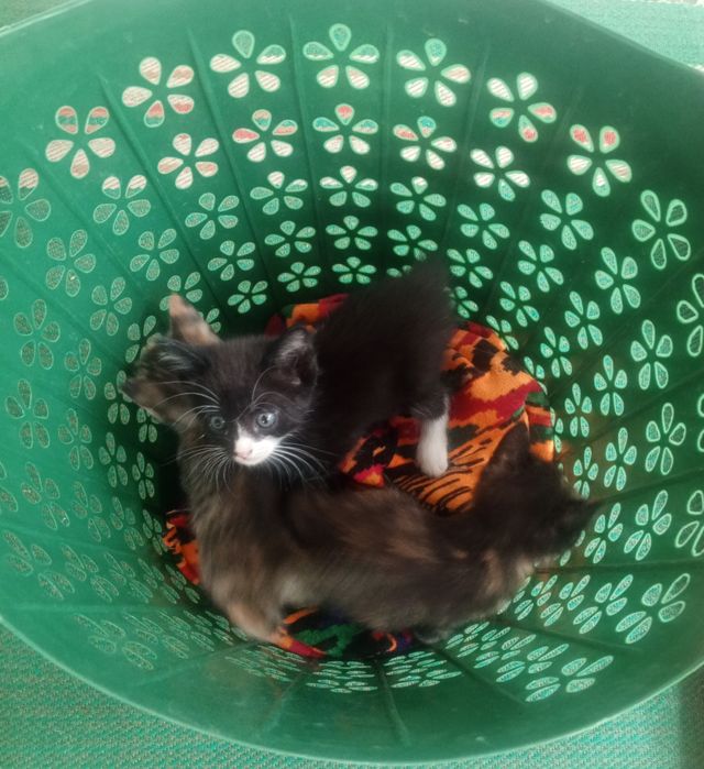 Домашний уй мушукчалар.