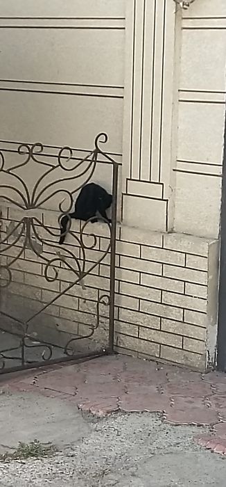 Кошка черная маленькая