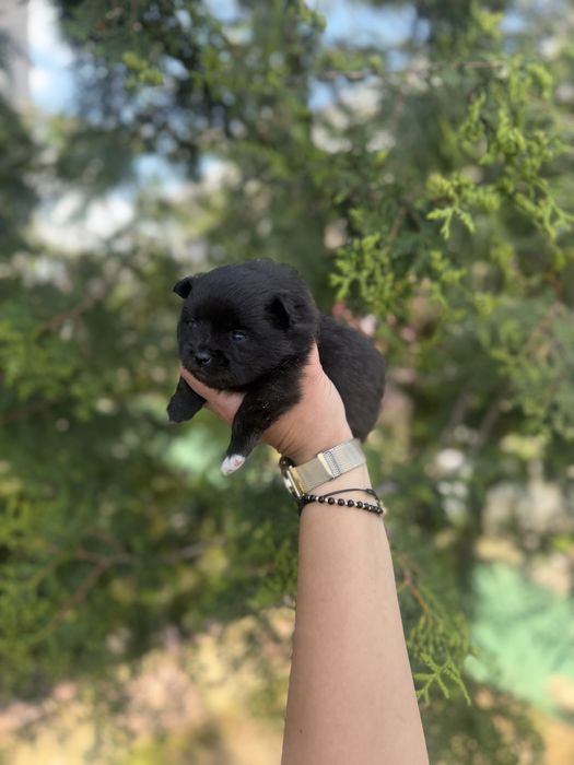 Pomeranian fetita