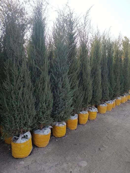 Dekaratevni daraxtlar gular