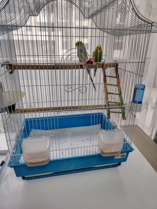 Vind papagali perusi pereche cu tot cu cușcă și accesoriii