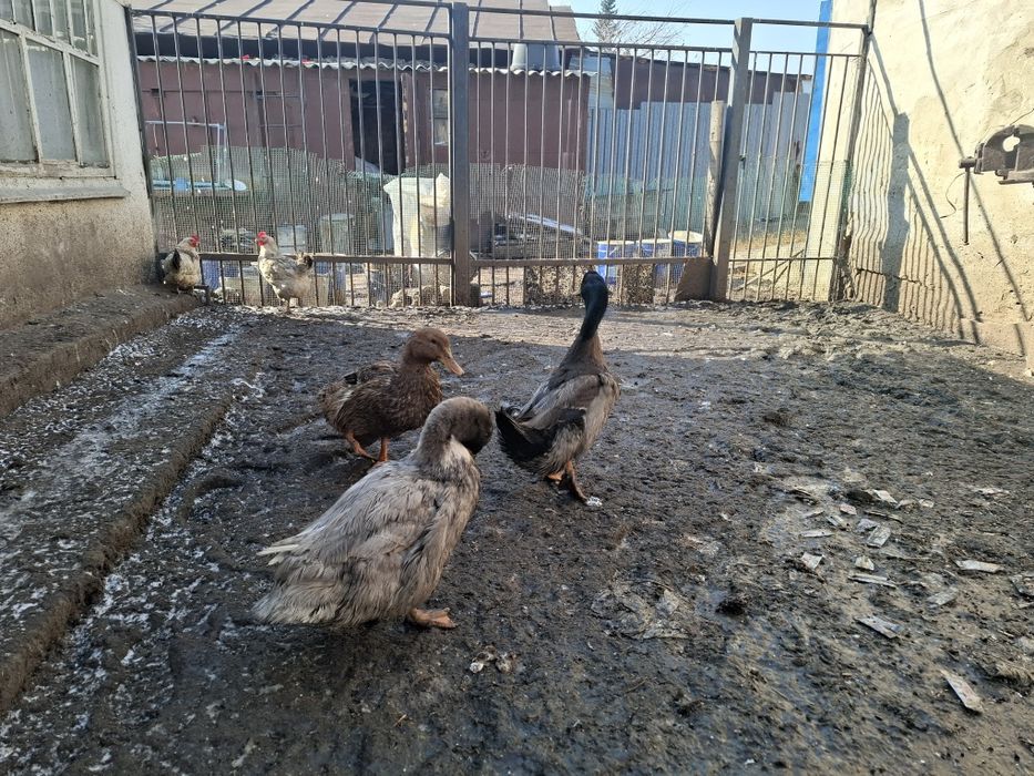 Продам уток семью