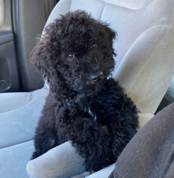 Кавапу различни цветове