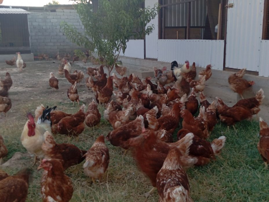 Продам куриц Ломан браун