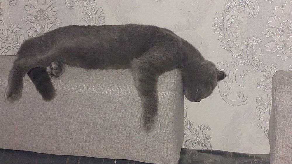 Продается пародистая кошка, мать и дочка