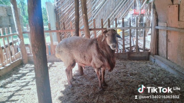 Кошкар сатылады. Кой жане Ешкилер сатылады