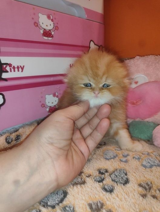 Продается   Скоттиш фолд