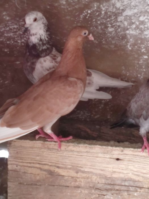 Vând porunbei cernavoda 30 de lei bucata