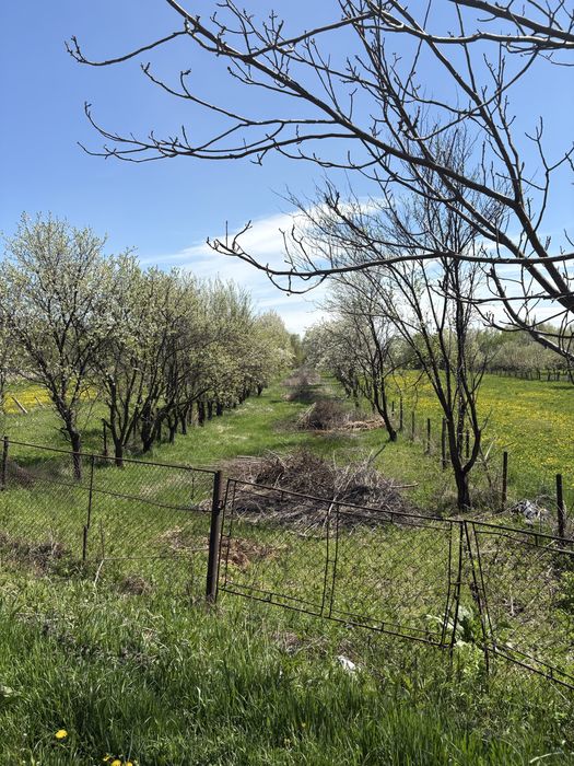 Teren 2000mp Strada 22 Decembrie Moinesti (vasiesti)