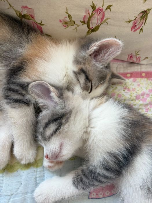 Отдам котят, только в добрые руки!!