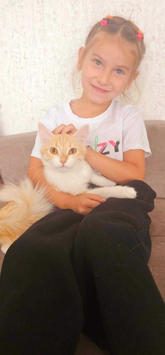 Котята породистые