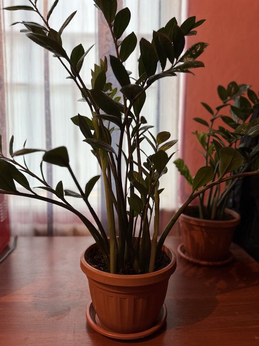 Продается Комнатные цветы