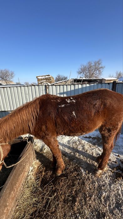 Айғыр,Ат сатылады