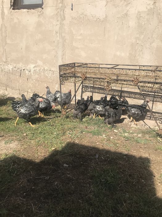 Виандот серебро