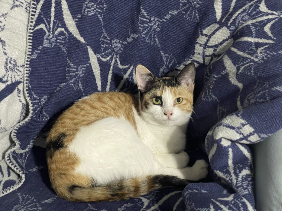 Кошечка подросток  Ищет дом Срочно