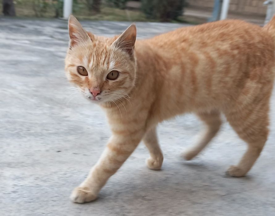 Милый котик ищет доброго хозяина.