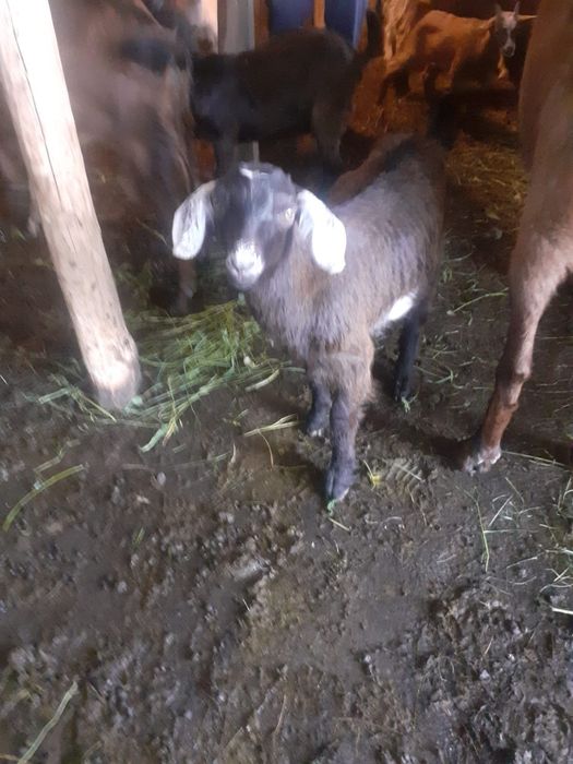 De vanzare capre si iezi  rasa anglo nubian