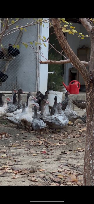 Индоутята 10000тенге  разные возроста