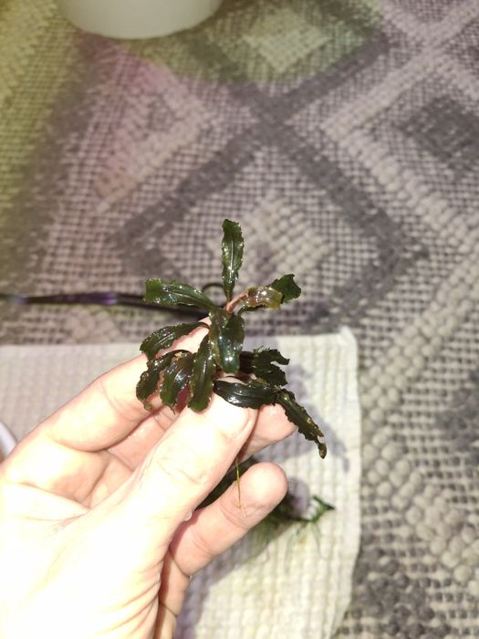 Plante și pesti acvariu