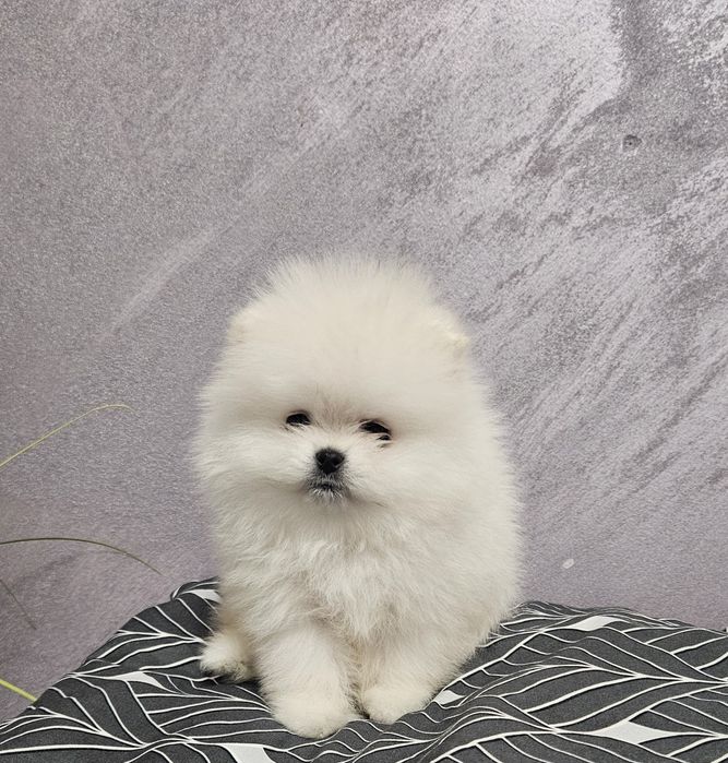 Pomeranian baietel SUPERB!