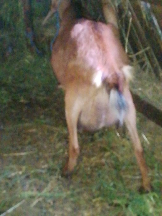 Capre Alpine de vânzare bune de lapte tinere. Capre la a doua fătate.