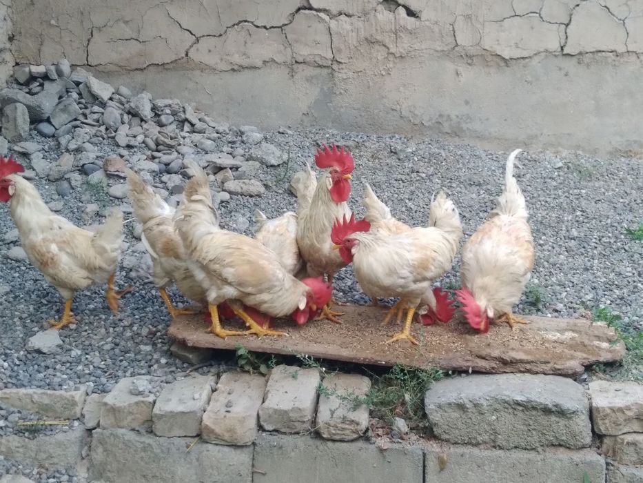 Xoʻroz sotiladi samarqand