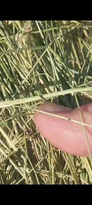 Продам сено житняк