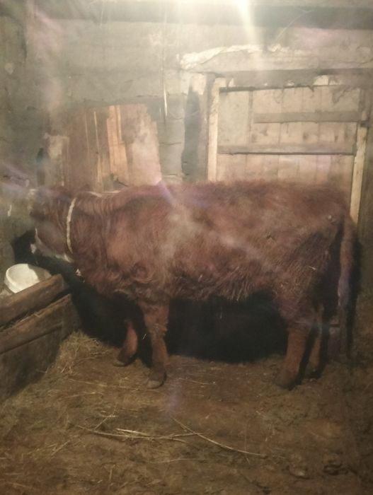 2 бас сиыр 5 бас падцостар