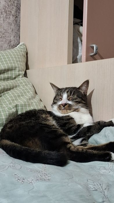 Отдам кота в добрые руки