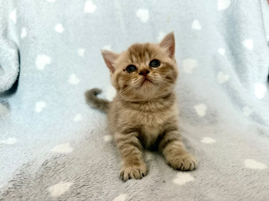 Котята  Кошки  Британские