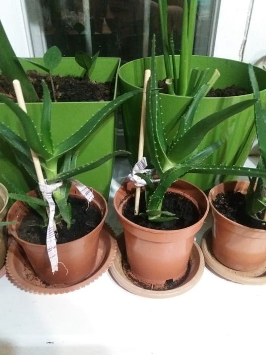 Продам алое  3 годичные